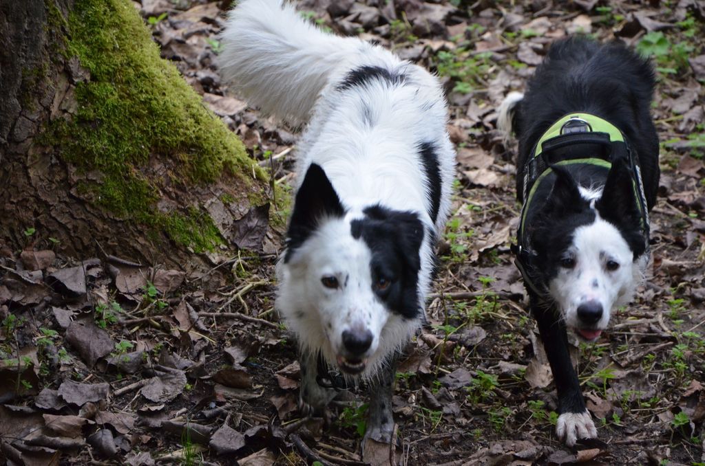 Bandit le cabri et Ivy la chipie (BC) 871602DSC2104