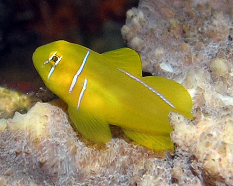 Les animaux du monde (un peu de tout avec textes et photos???) 871742LemonGoby