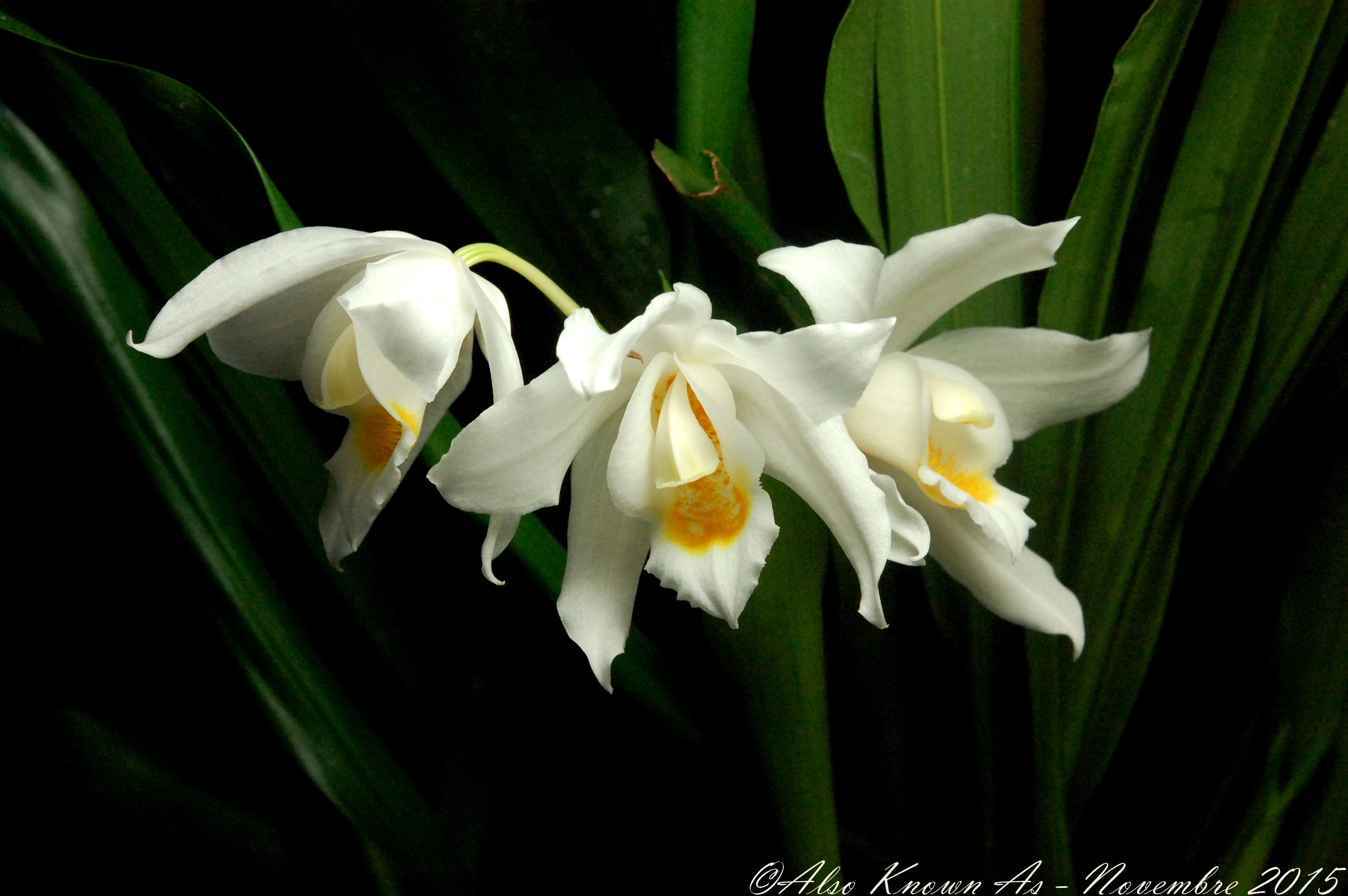 Coelogyne mooreana 872435mooreana1