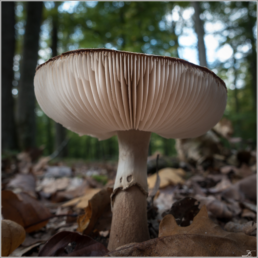 Champignons de Barbizon 875826LR53DSC05945