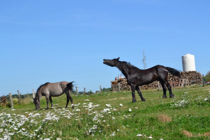 N'Siwa, ponette könig polski 6 ans montée 876205DSC0464