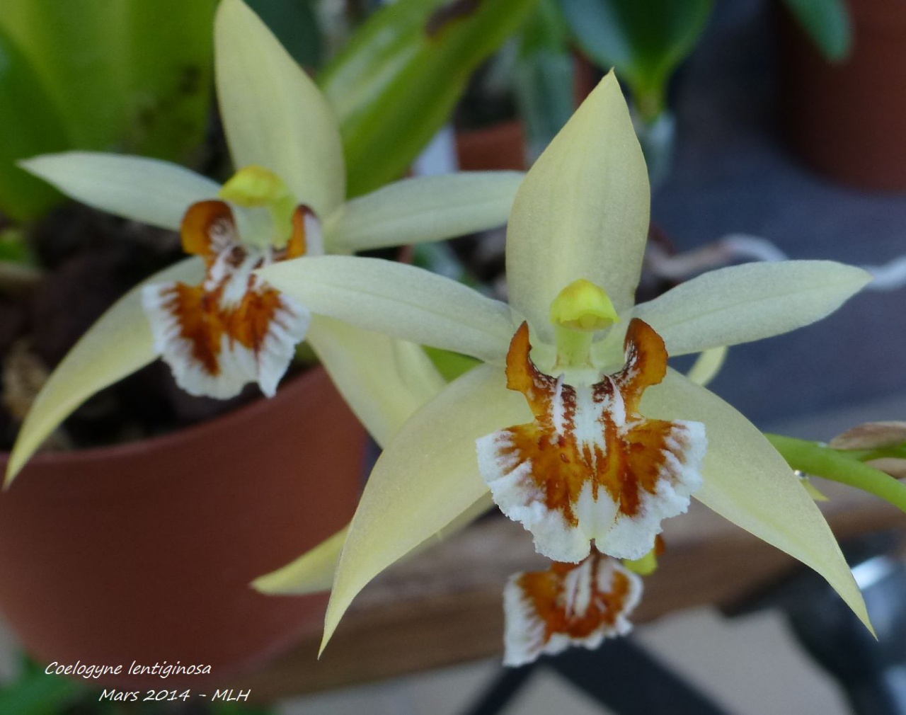 Coelogyne lentiginosa 876378P1010284