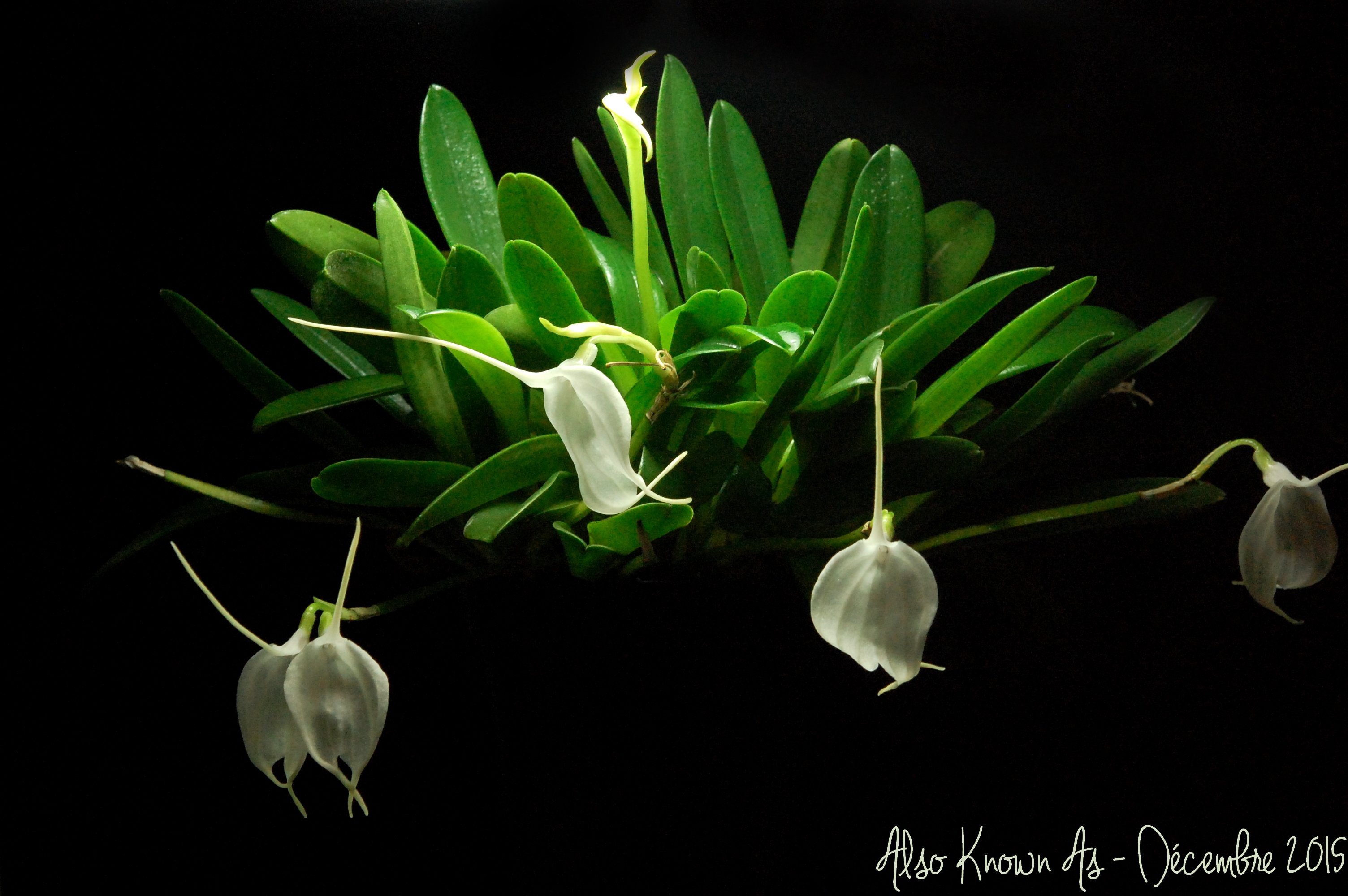 Masdevallia tovarensis 876769tovarensis1