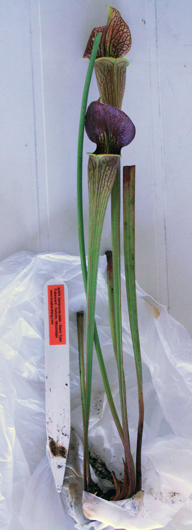 recherche sarracenia 877055A09640x480