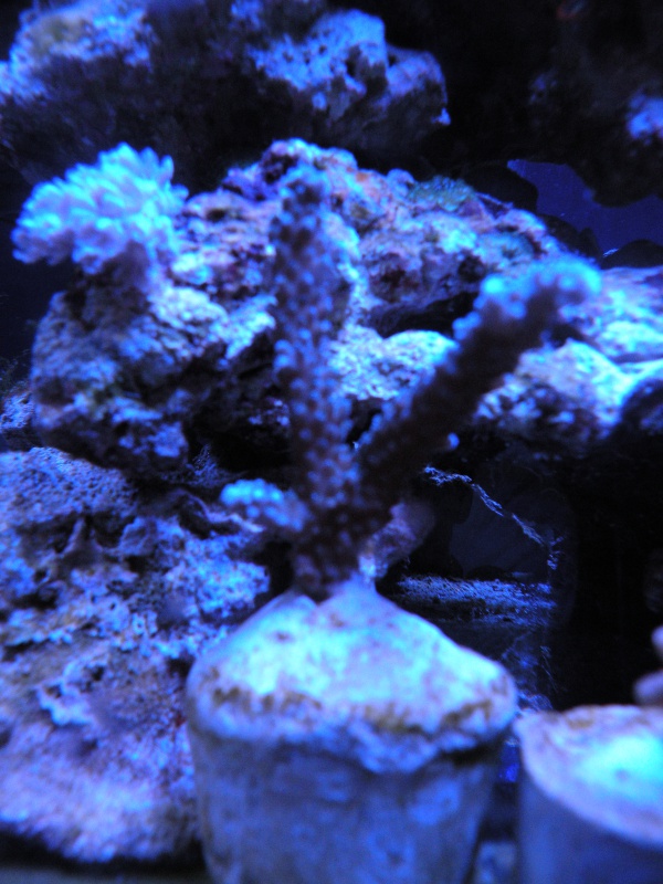 Retirer acropora de son support: comment faire? 877490coraux011