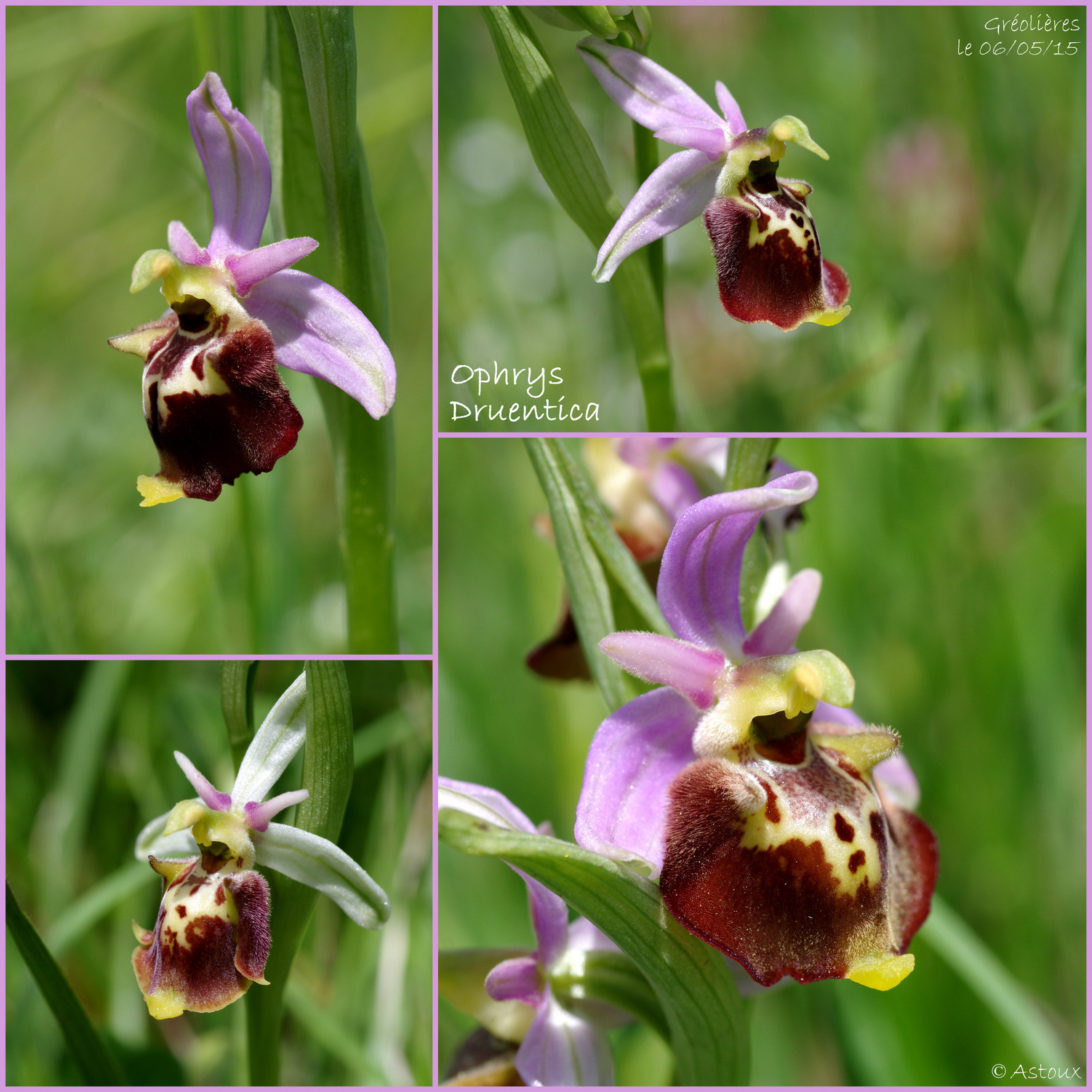 Ophrys druentica (Ophrys de la Durance) 877682SortieOrchides060515