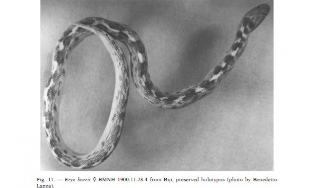  Ophidien : Eryx Borrii, histoire naturelle 879727Corpseryxborrii