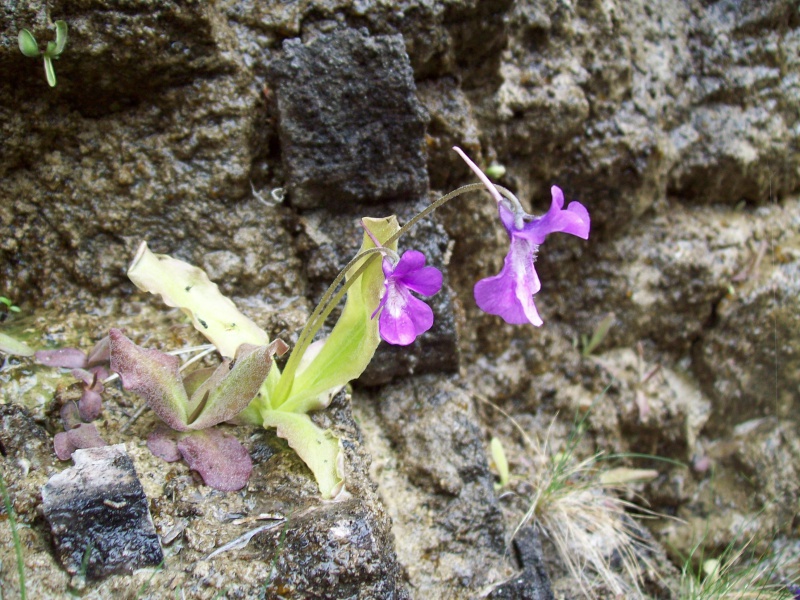 Pinguicula Gavarnie 8809231012444