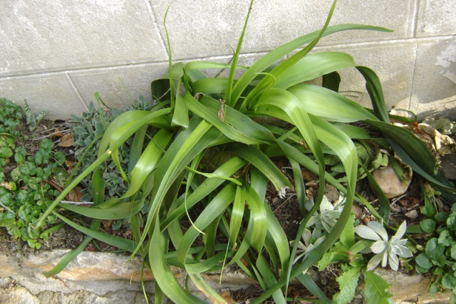 Albuca bracteata (= Ornithogalum caudatum) 880974DSC05068