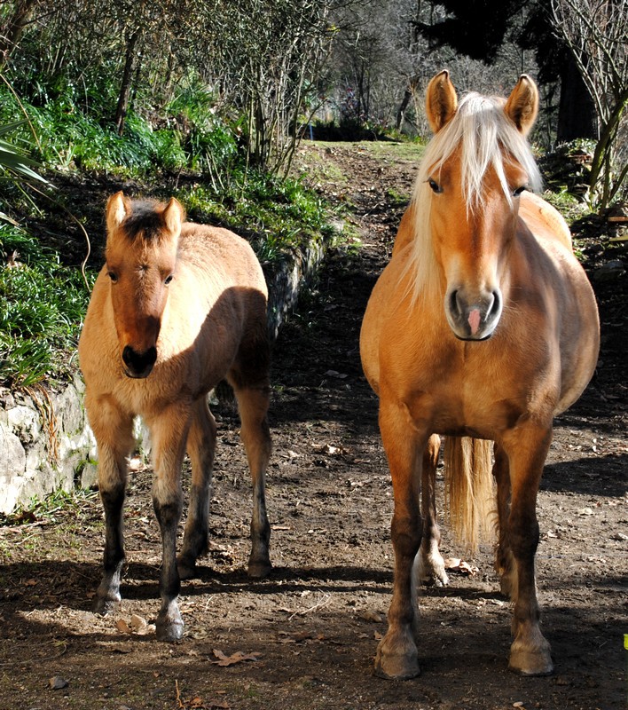  Jument suitée d'une pouliche croisée frison 88127821