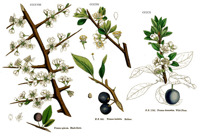 Planches Annotées des Plantes Utiles aux chevaux. - Page 17 881389PrunIIII