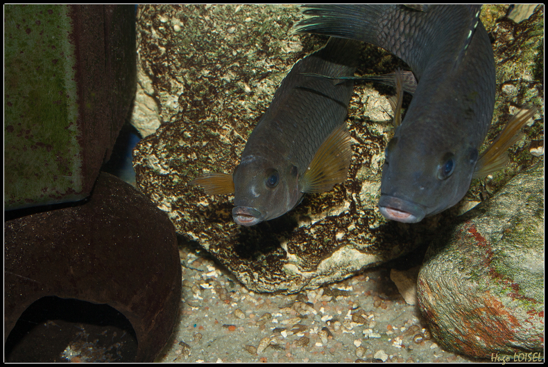 Coelotilapia  joka (Tilapia) - Page 5 881814IMG0035border