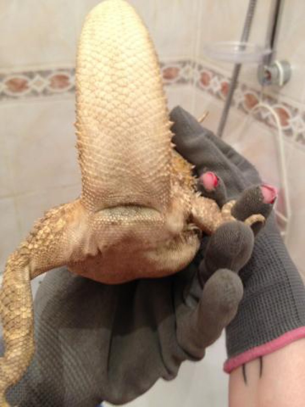 je vais recuperer un pogona et je voudrais avoir vos avis 882671IMG7489