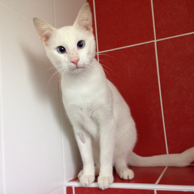 SUN CHAT M BLANC SOURD MALVOYANT 3 ANS LA PATTE ESPOIR  883957SUN3img8015