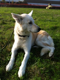 Saya x berger husky (f)17/06/2006/ ok enfants chats .REF:86 ADOPTEE 884940IMG0117