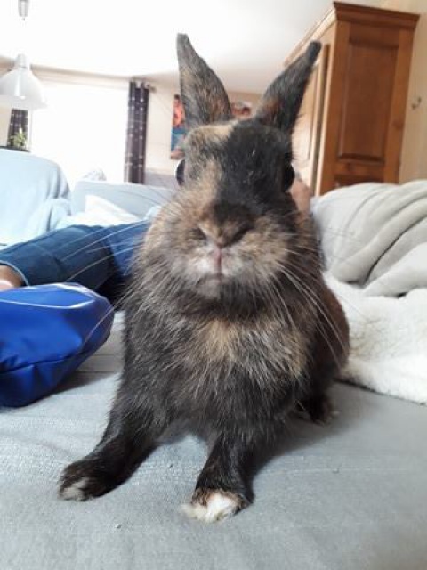 [Adopté] Pika, lapin [Association Ani-nounou] 886414177