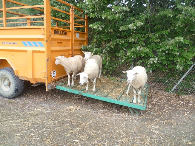 Fête du charolais au "Sauillieu" Saulieu 886504enattente