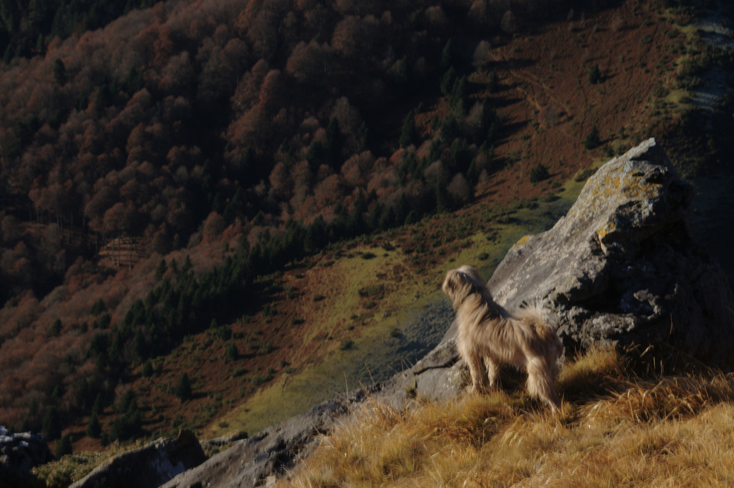 Une vie pyrénéenne de labrit des pyrénées - Page 16 889338gra0740