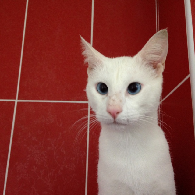 SUN CHAT M BLANC SOURD MALVOYANT 3 ANS LA PATTE ESPOIR  889836sun1