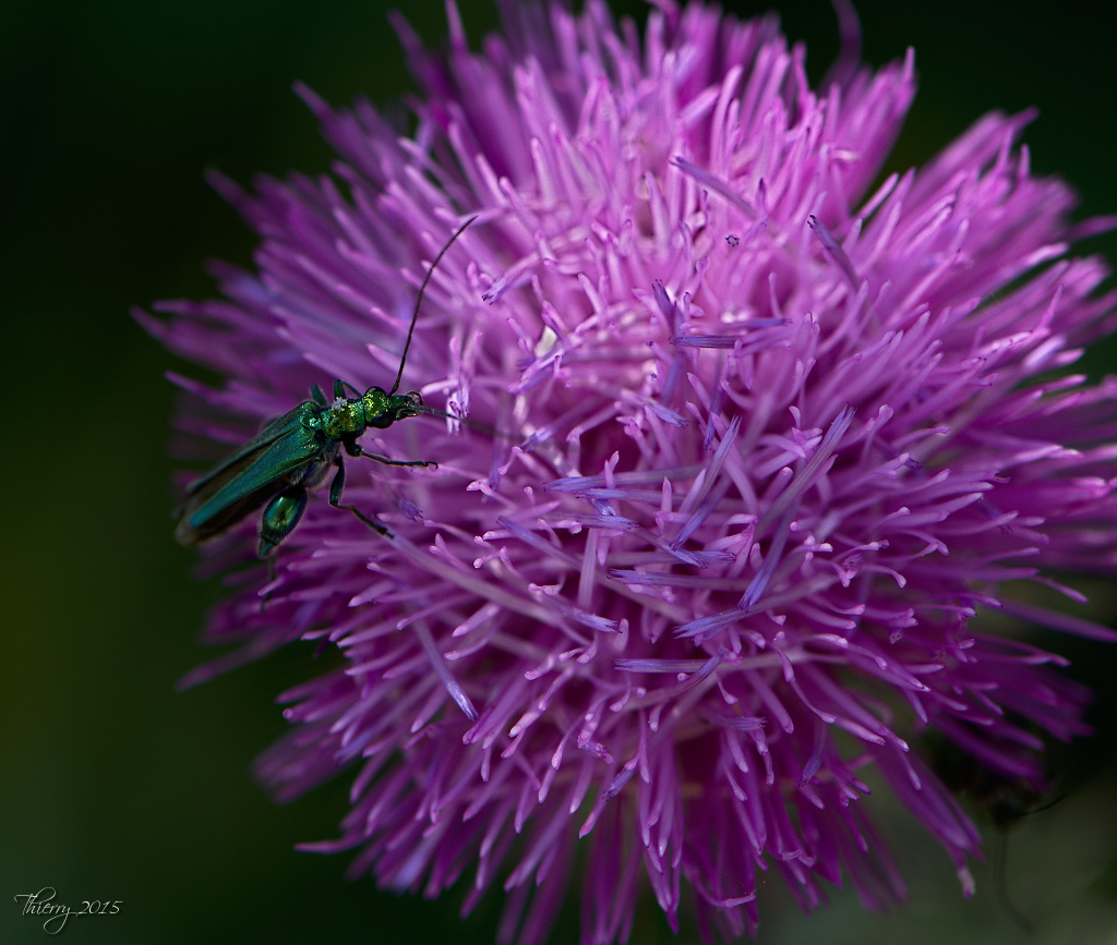 Thème du mois d'avril 2019 :  Tout petit ...  890471DSC9545