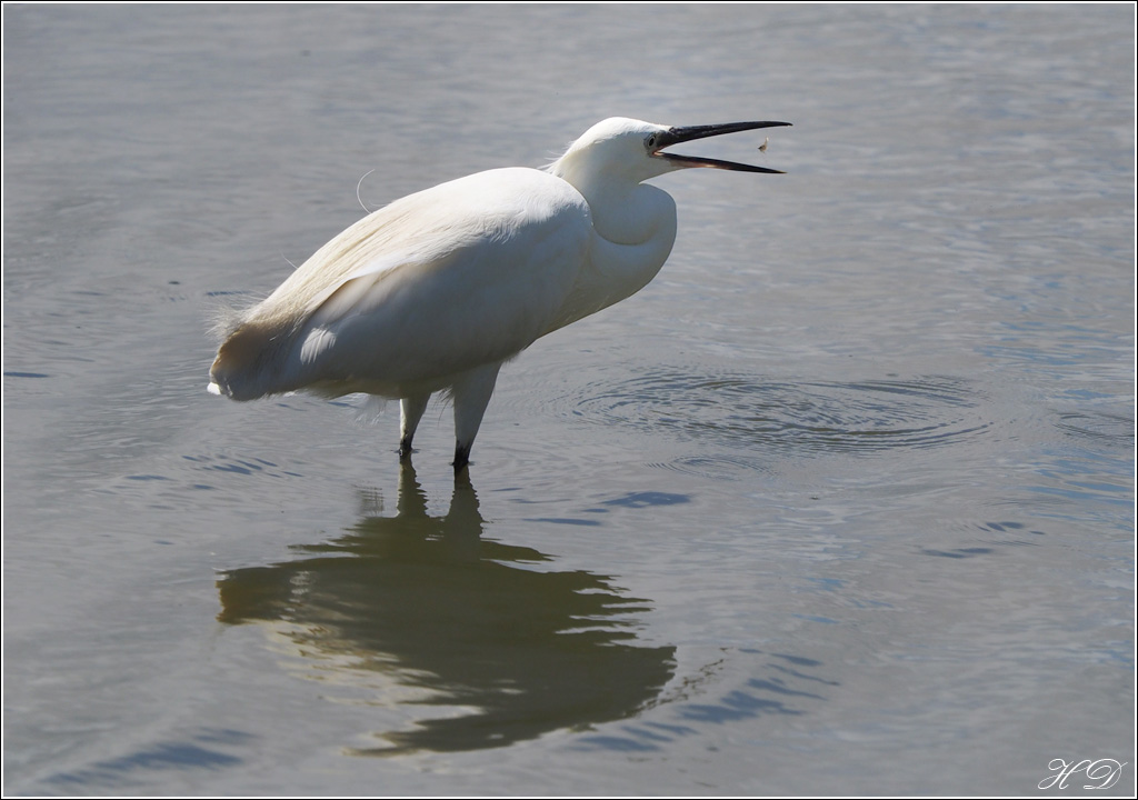 Quand l'aigrette pêche + ajouts 890885P6272742si