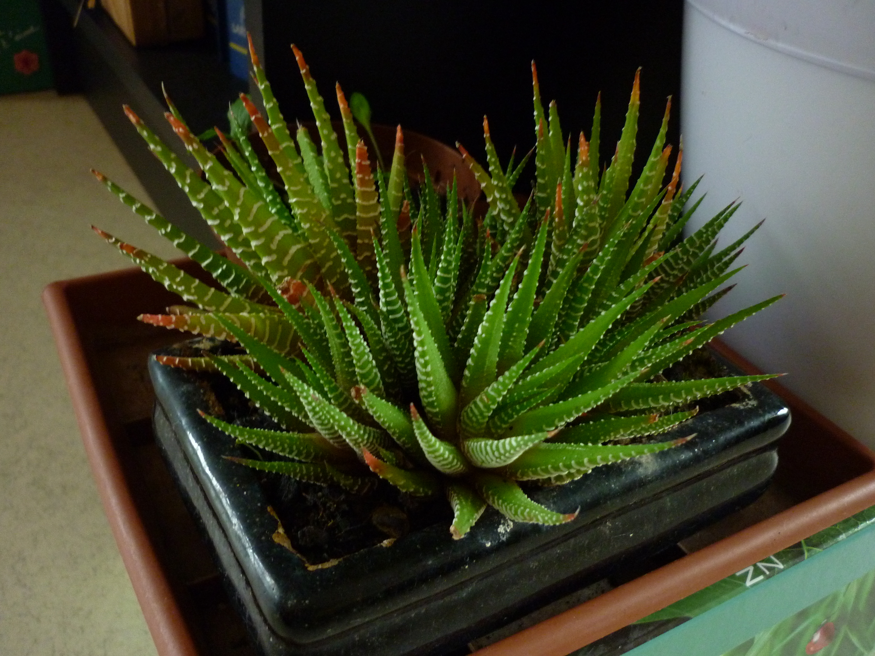 beau cactus coloré...qui est tu ? [Haworthia attenuata] 891405P1030076