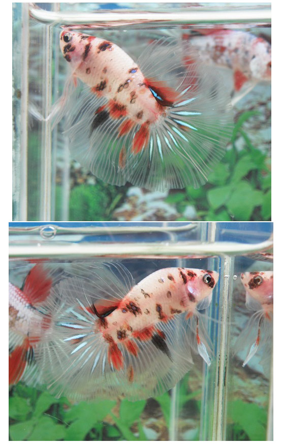 Betta Koi 892921fwbettashm1334332912