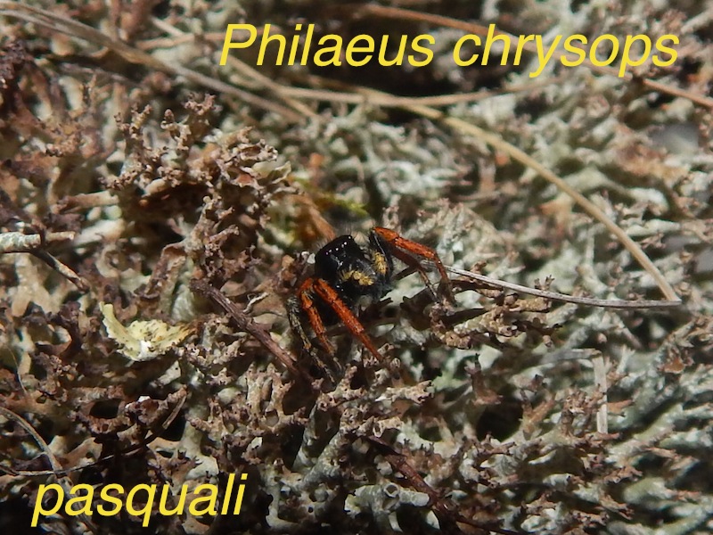 Mâle Philaeus chrysops. 893516RSCN2350