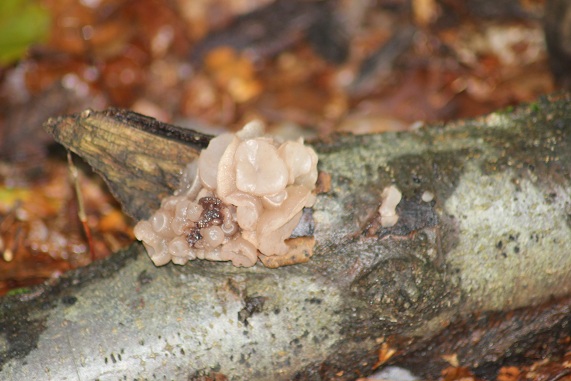 Champignon translucide sur les branches d'un arbre. 894328Tremelle1010