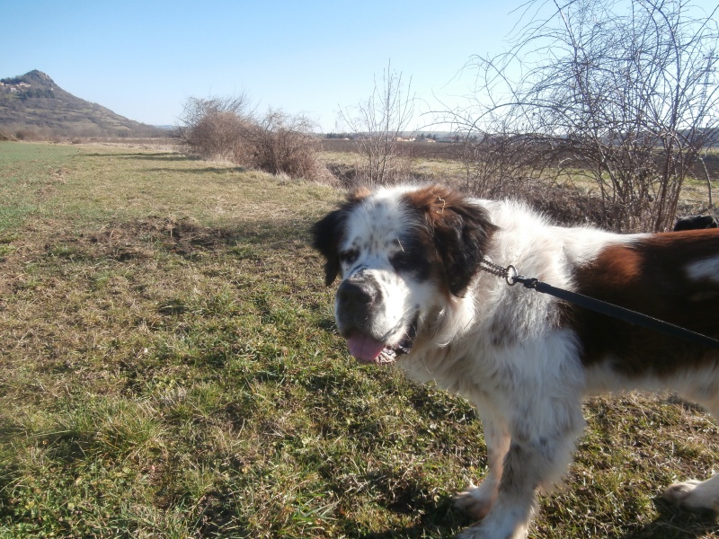 MOZART (mâle Saint Bernard) 894468P2185823