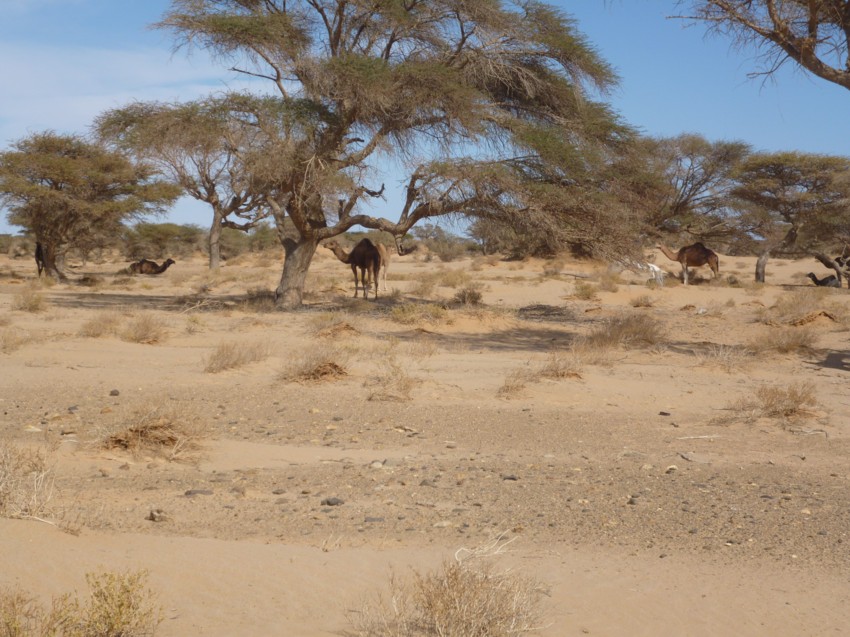 Le Grand Sud du Maroc - II 894697069