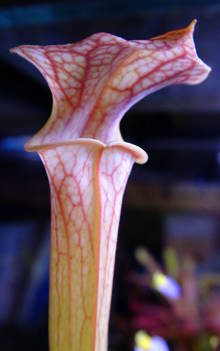 Sarracenia cv Adrian Slack x self 8964276102