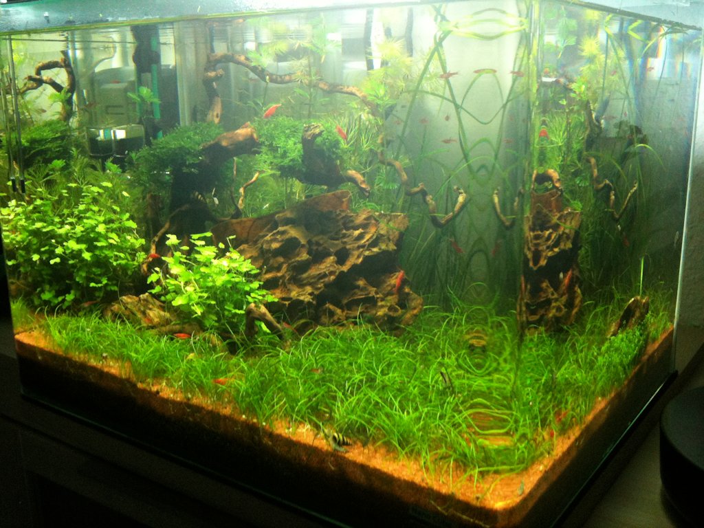 Mon Scaper's Tank 50L Aquascaping - Page 7 896755IMG0456