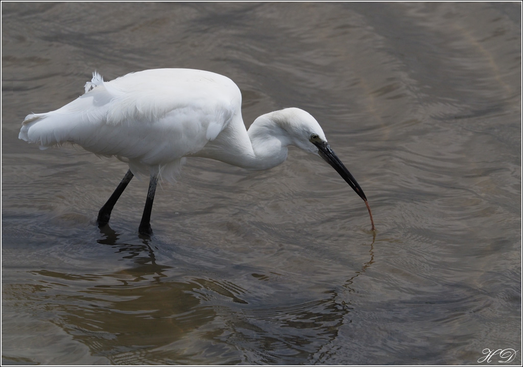 Quand l'aigrette pêche + ajouts 897207P62310731si