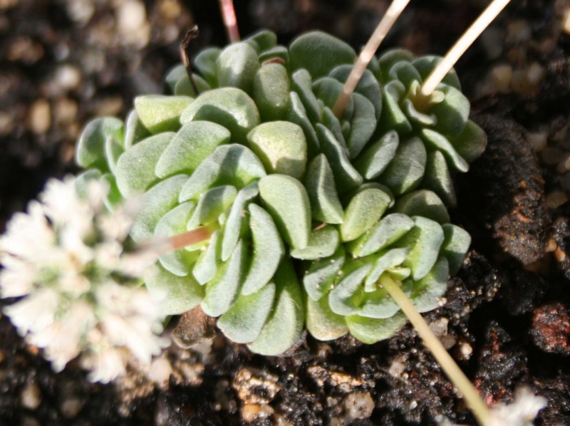 Crassula 'Celia' 897870crassulacvceliafeuilles2