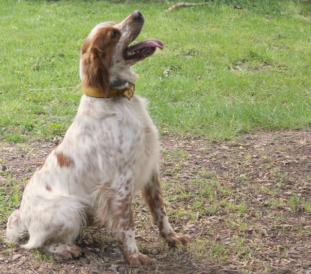 Urgent - BERLIOZ - epagneul breton 6 ans - Refuge Aunay/Odon (14) 900357IMG0895