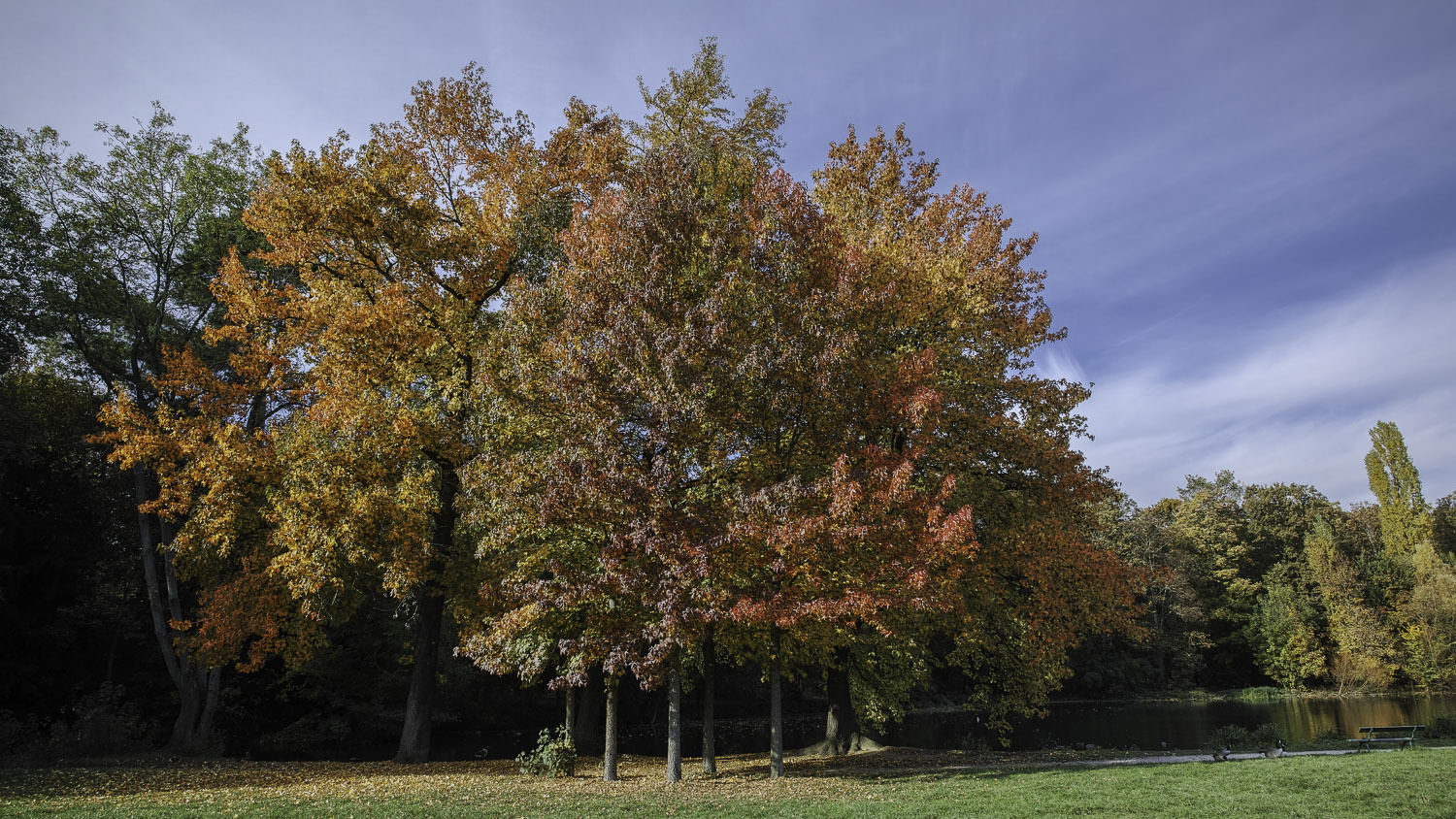 L'automne au bois (suite maj du 18/11) 901463DP0Q5687