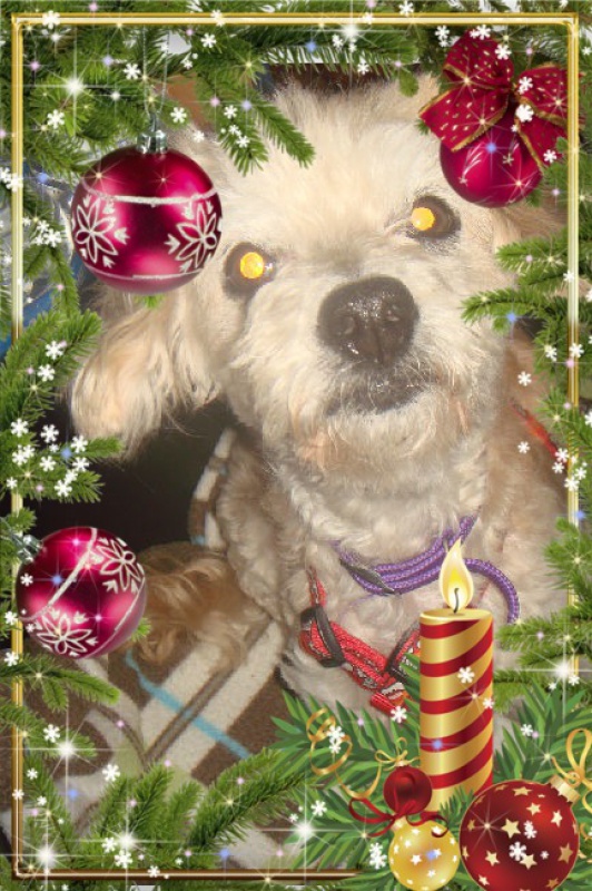 MILAINE F BICHON  12 ANS SPA GIEN (45) ADOPTEE PAR DAYSIE  - Page 4 9021601RFLKSOXQ