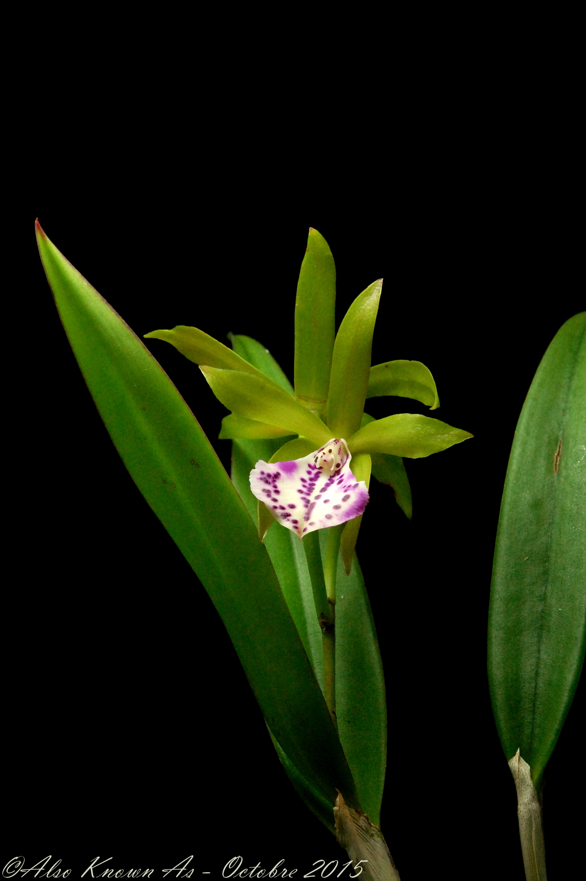 Brassocattleya Binosa (Cattleya bicolor x Brassavola nodosa) 903049binosa1