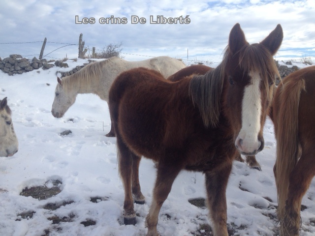 Dpt 15 - 1 an - Espoir - ONC Selle  - reservé par Eva , Allemagne (JUIN 2016) 903173poulain4