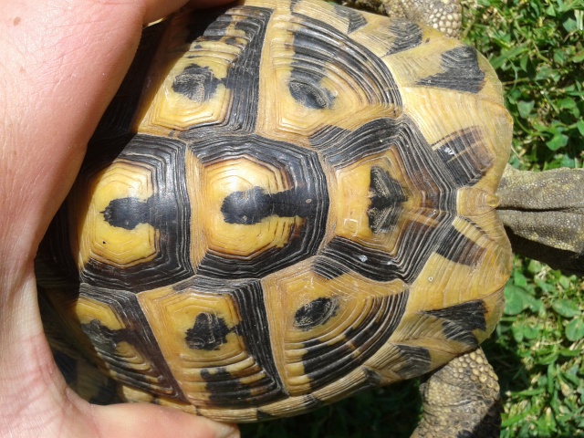 tortue hermann identification  90329720130704132342