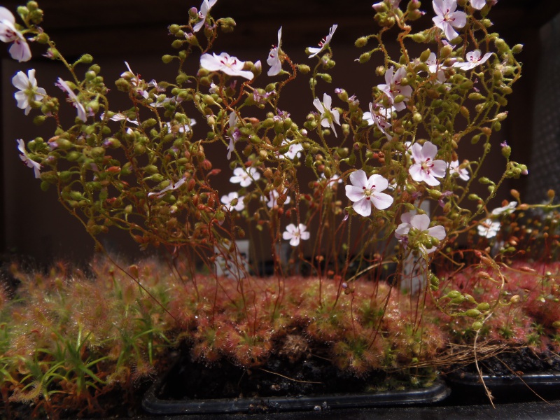 Drosera pygmées. 903558photoforum2680