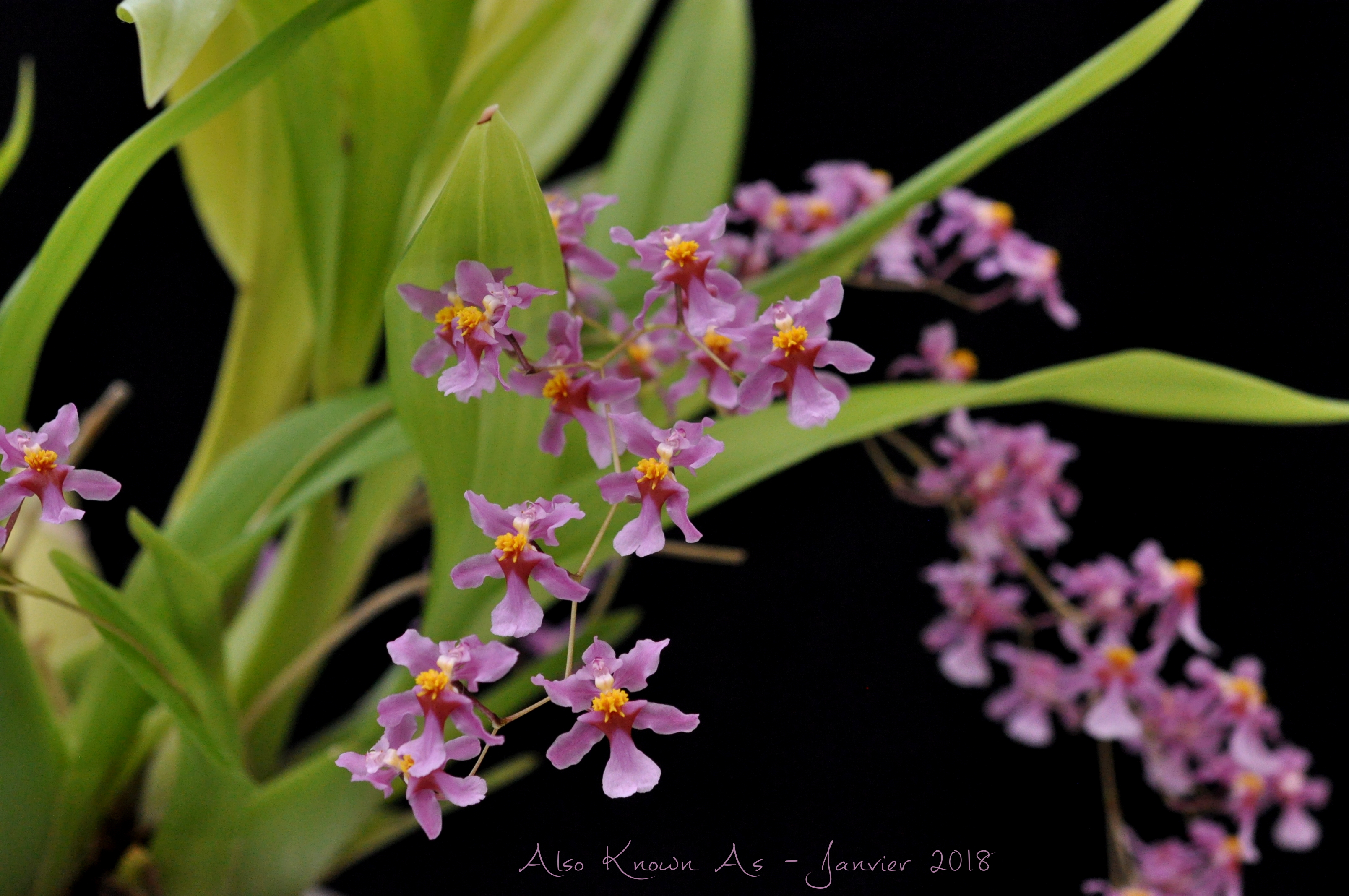 Oncidium sotoanum 903792sotoanum2