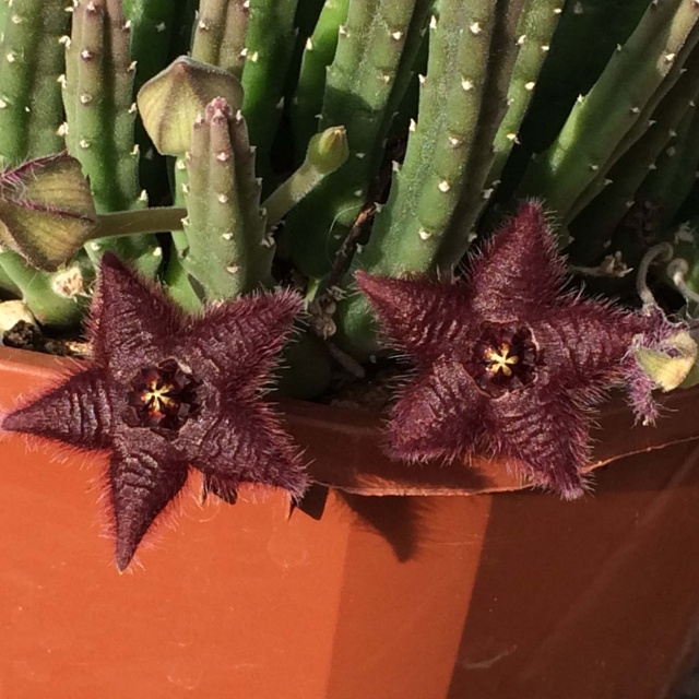 Stapelia paniculata ssp. scitula 904670stapeliapaniculatascitula2fleurs