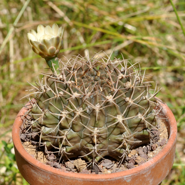 GYMNOCALYCIUM !!! - Page 5 905147marsonerisspmatoense120717001