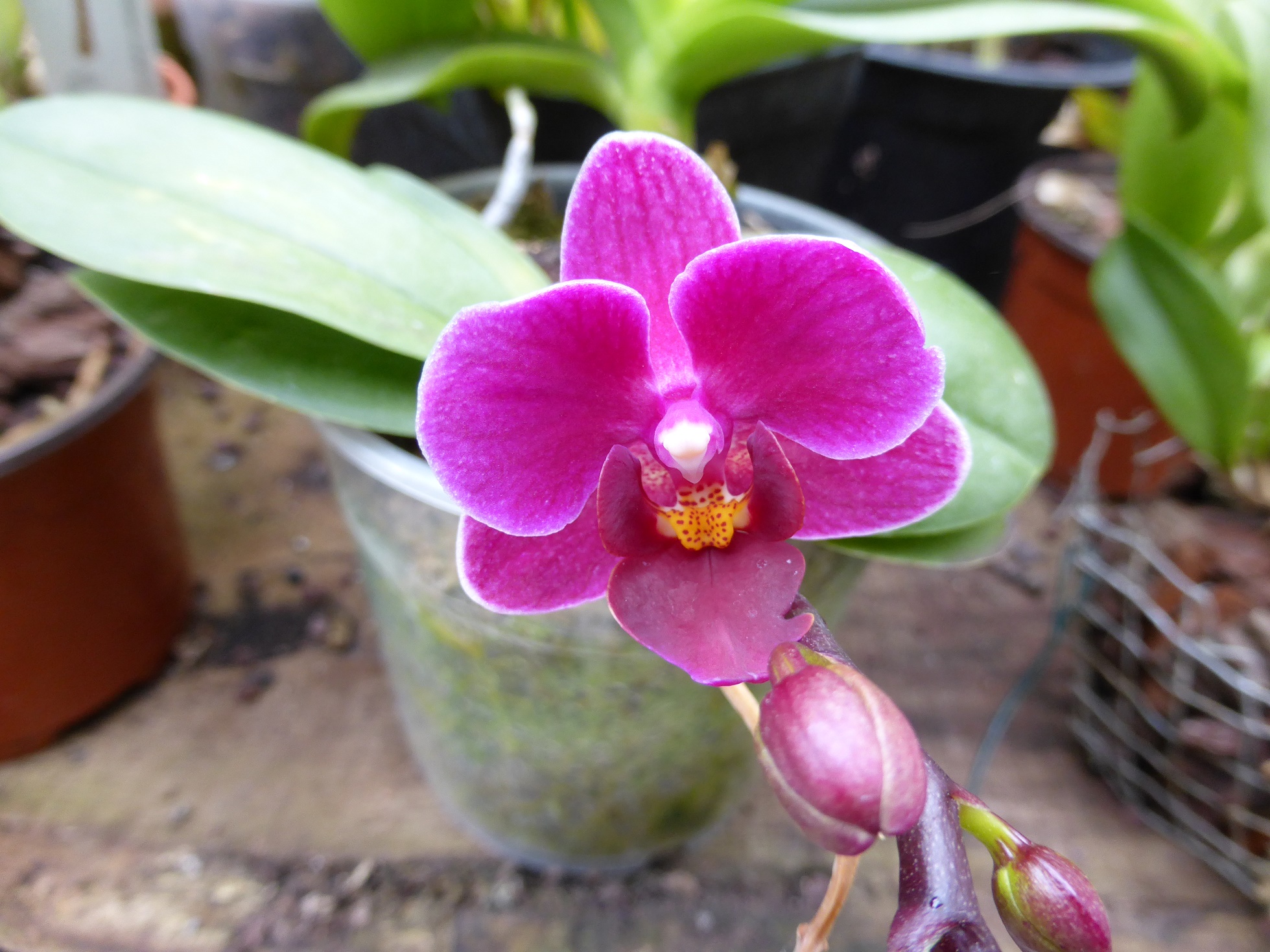 Phalaenopsis hybride 905649fezz