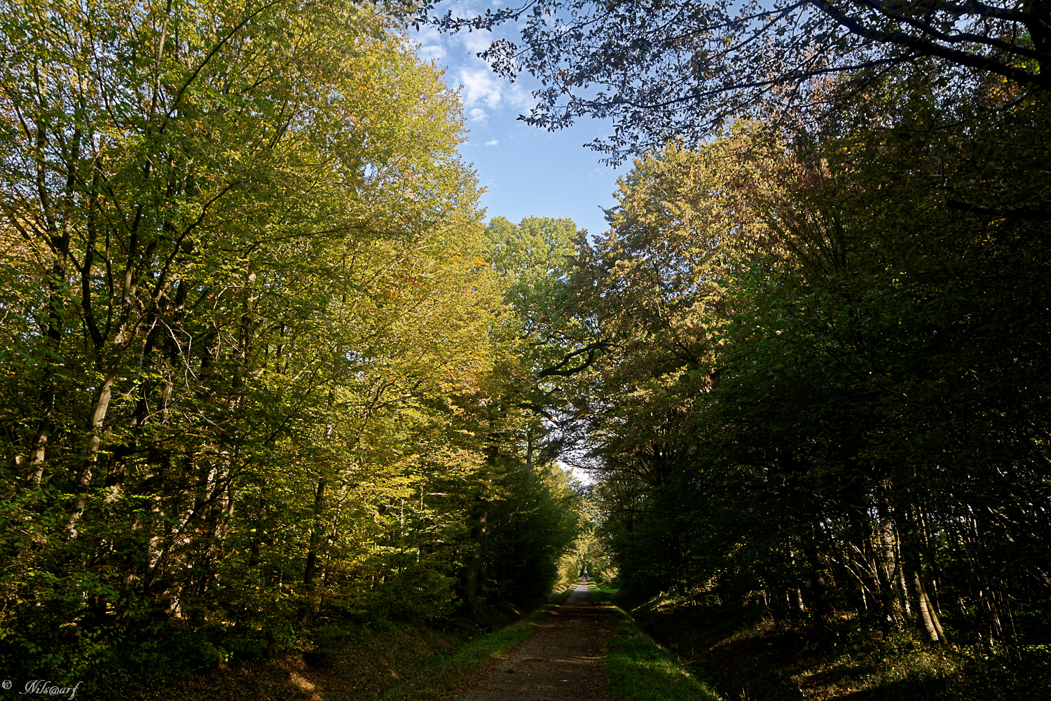 [fil ouvert] la forêt dans tous ses états - Page 7 907009DSC6721DxO