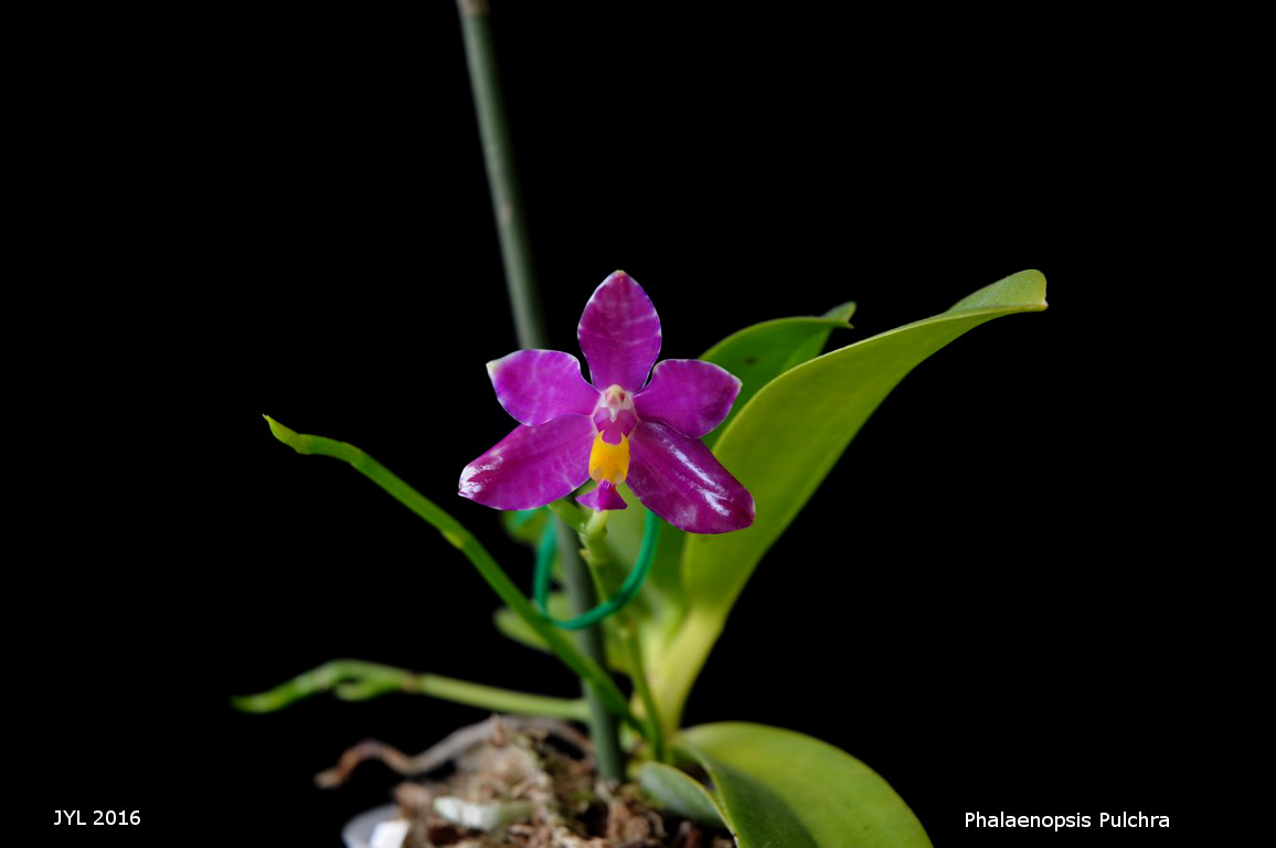 Phalaenopsis pulchra 909899DSC18771280x768