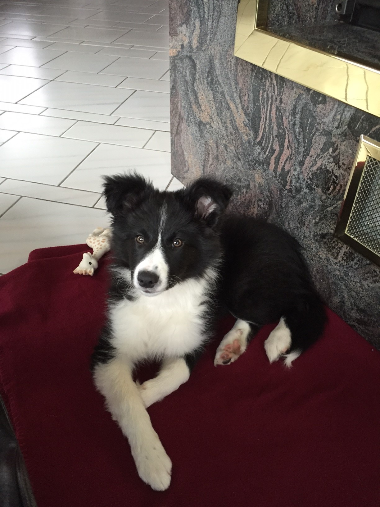 Nouchka, petit chiot belge 910379IMG2237