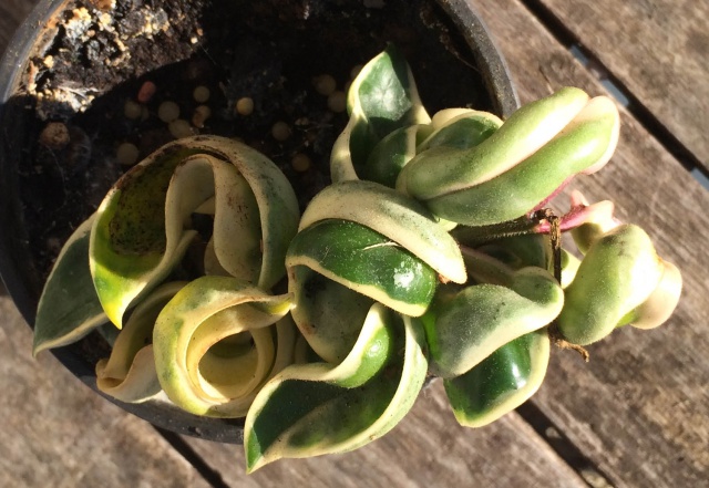 Hoya carnosa 'Compacta' 910393hoyacarnosacompactavariegata